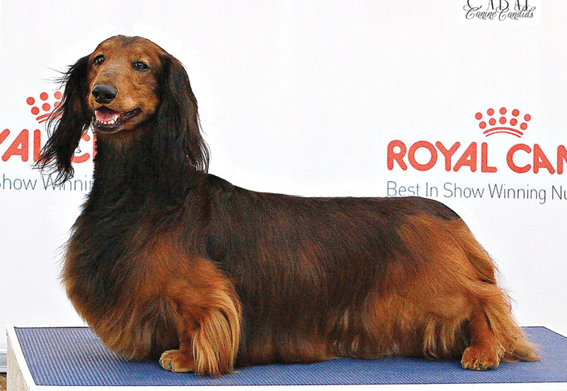 'Jagger' Wins Best of Breed at the 2014 Canberra Royal Show