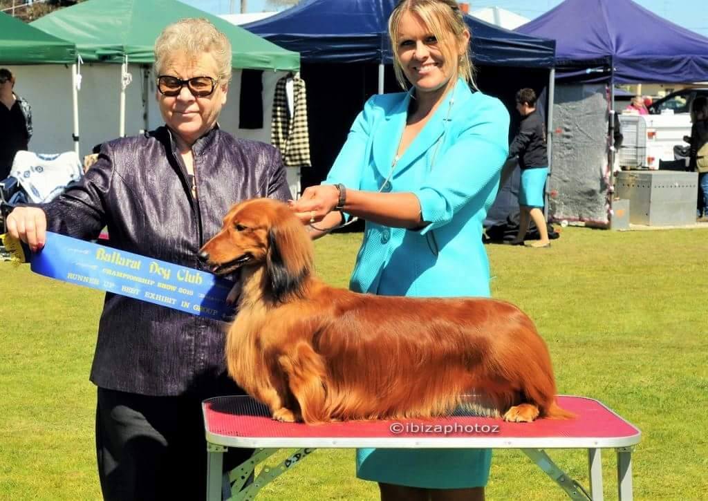 'Jimmy' Wins Runner-Up in Group at Ballerat Dog Club Championship Show