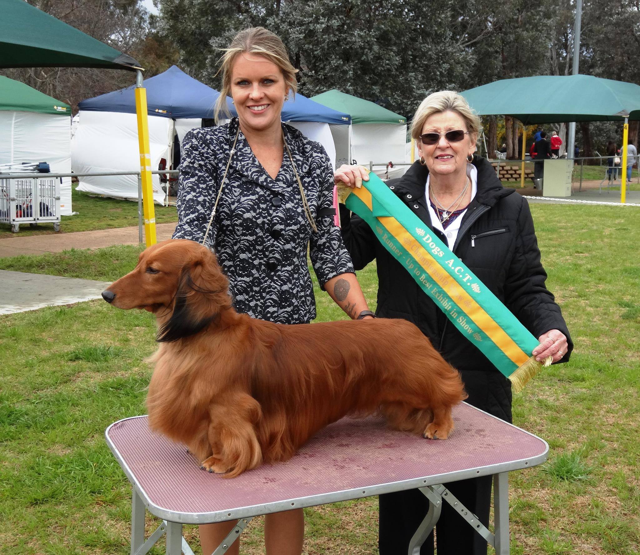 Jimmy Wins Best in Group; Runner-Up Best In Show; and Runner-Up Best in Group at the Dogs ACT Amenities Championship Shows!