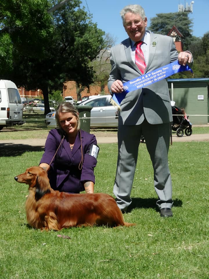 What an amazing 2 days we had on our little road-trip this weekend with Australian Supreme Champion Charlmagne Jimmy Choo (AI) out-doing himself again to win back-to-back BEST IN SHOW (BIS1) awards!
