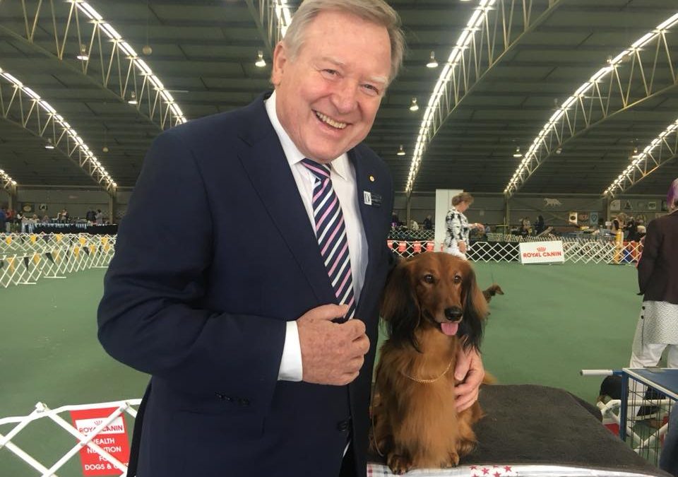 Dogs Victoria Patron and Channel Nine News Host, Peter Hitchener OAM, pictured here with 'Jimmy' at the Dachshund Club Of Vic Championship Show. It appears that 'Jimmy' is preparing for life after the show-ring....as an apprentice news reader!